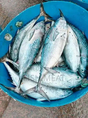 সামুদ্রিক মাছ - কোন অগ্রিম টাকা লাগবেনা