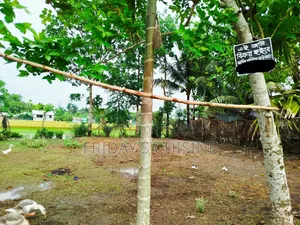 জমি নির্ভেজাল সব কিছু আপডেট আশপাশের জমির থেকে উঁচু