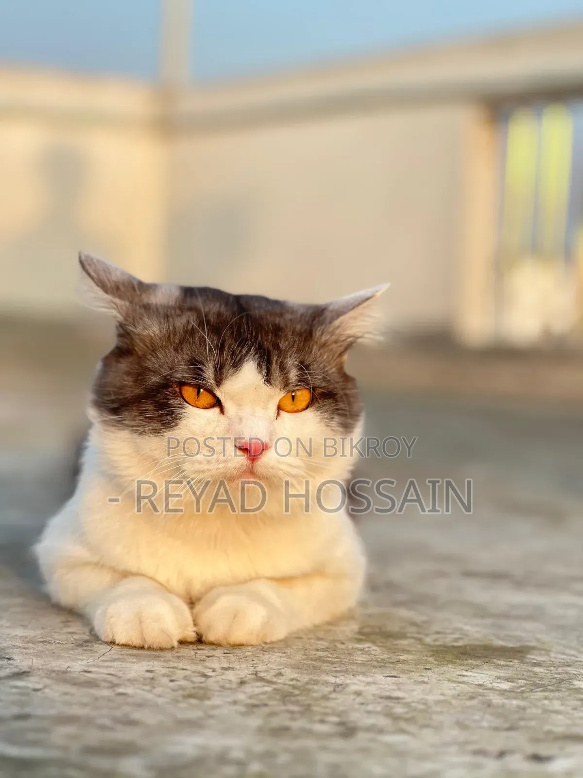 1+ Year Male Purebred Persian Cat