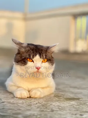 1+ Year Male Purebred Persian Cat