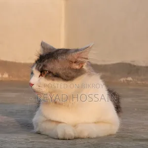1+ Year Male Purebred Persian Cat