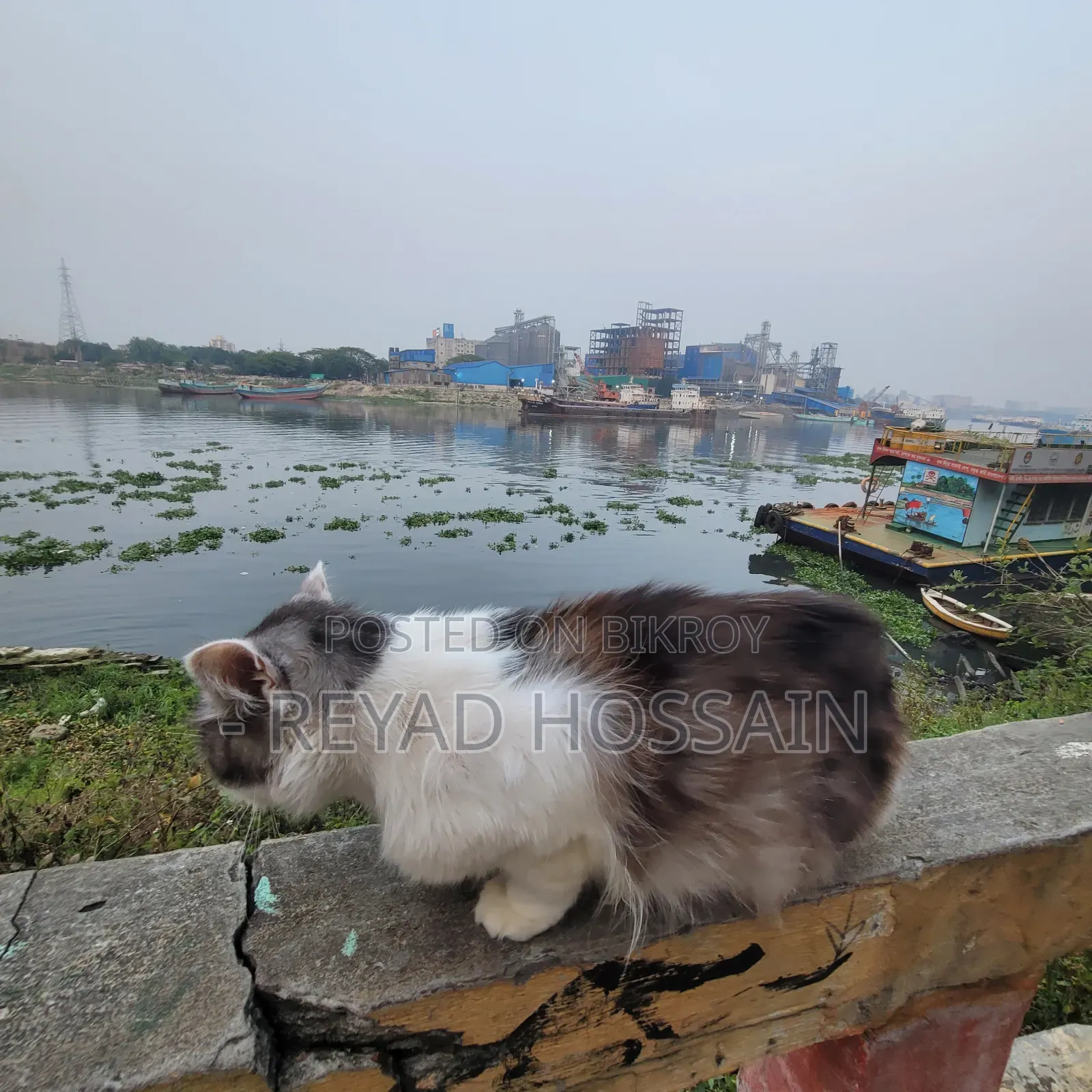 1+ Year Male Purebred Persian Cat