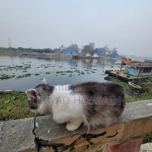 1+ Year Male Purebred Persian Cat