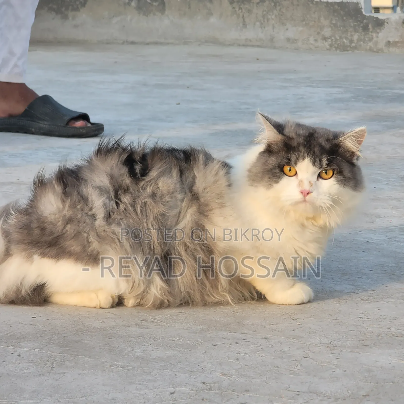 1+ Year Male Purebred Persian Cat