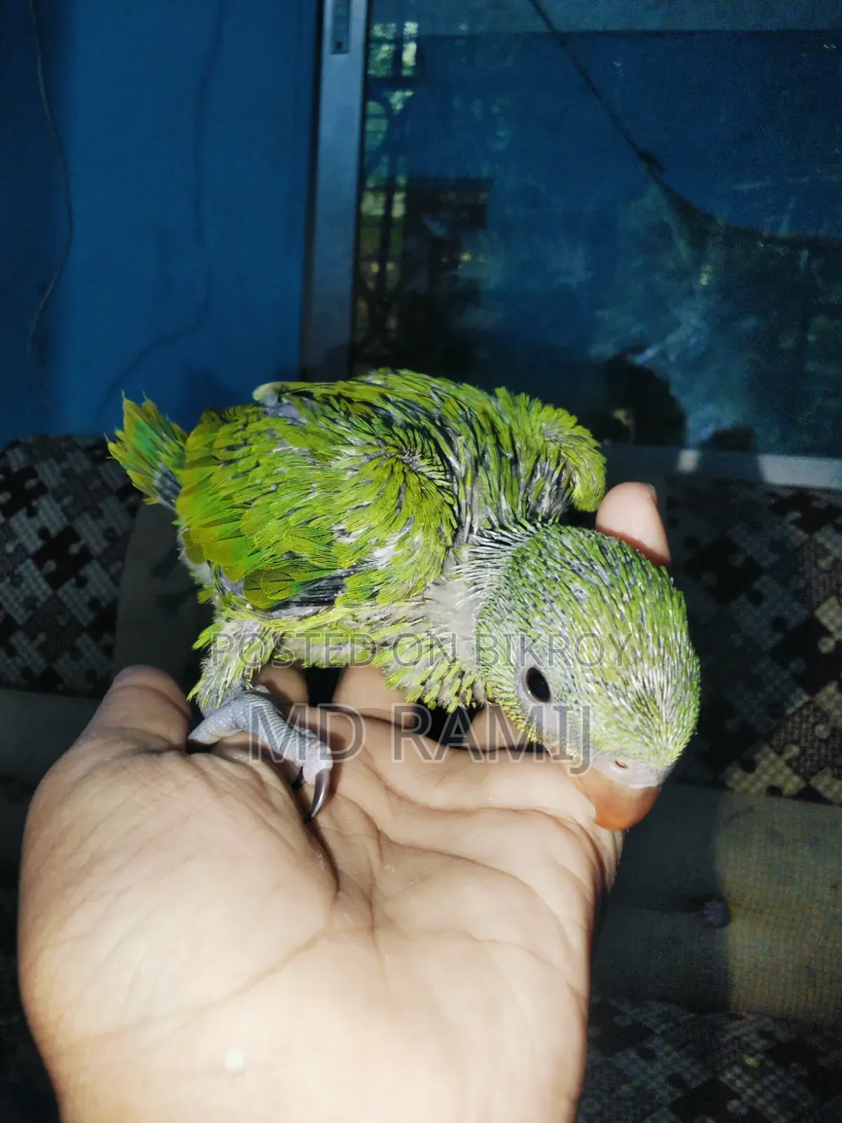 Bird Chick