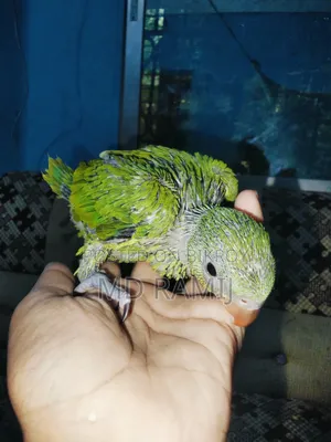 Bird Chick