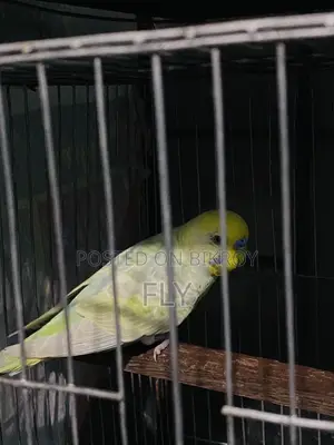 রেইনবো জোড়া