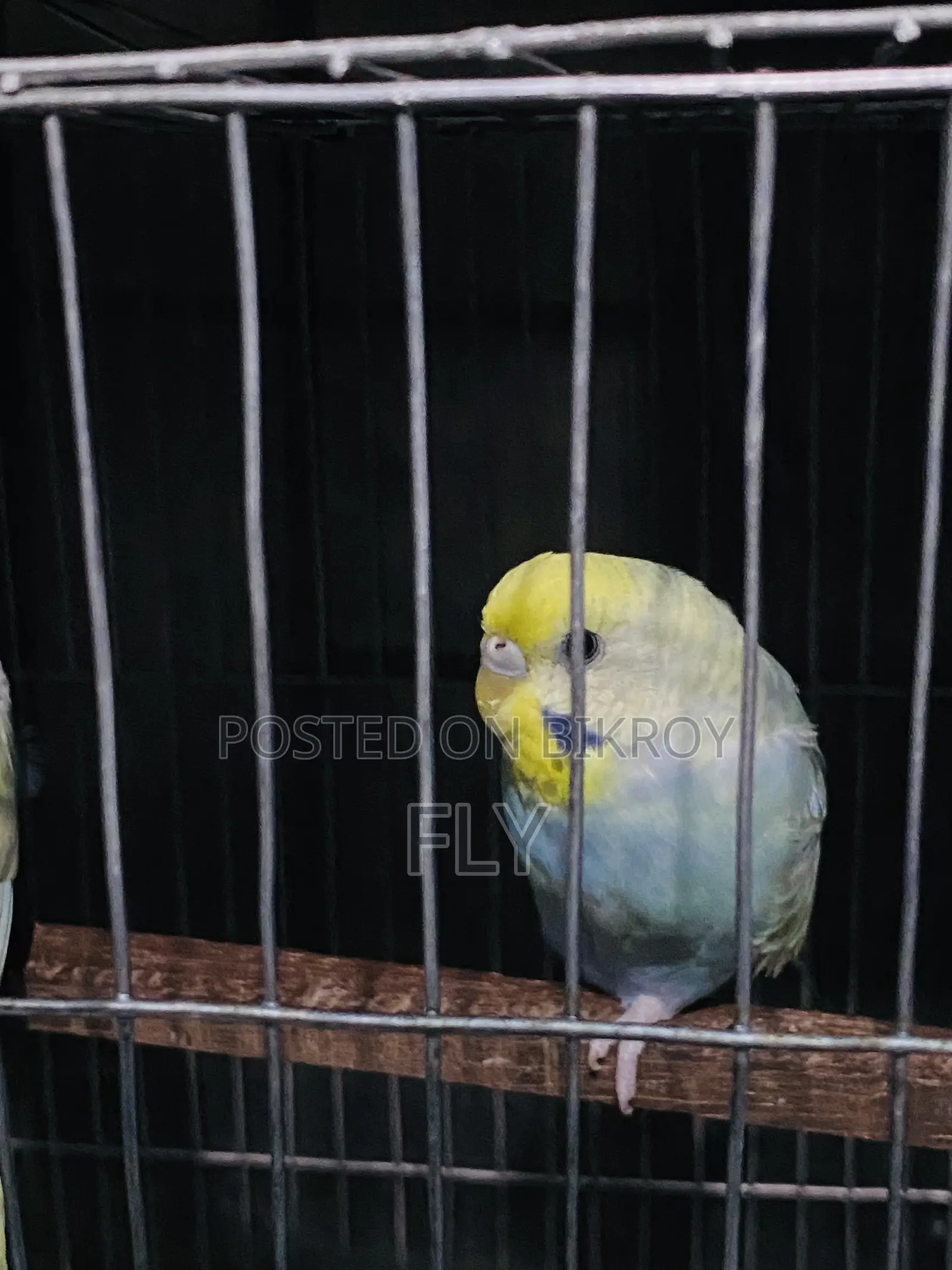 রেইনবো জোড়া