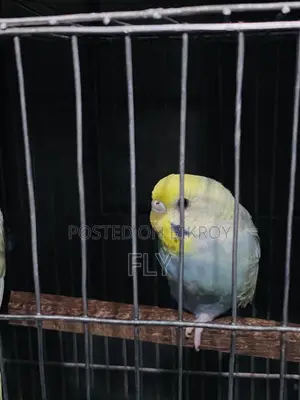 রেইনবো জোড়া