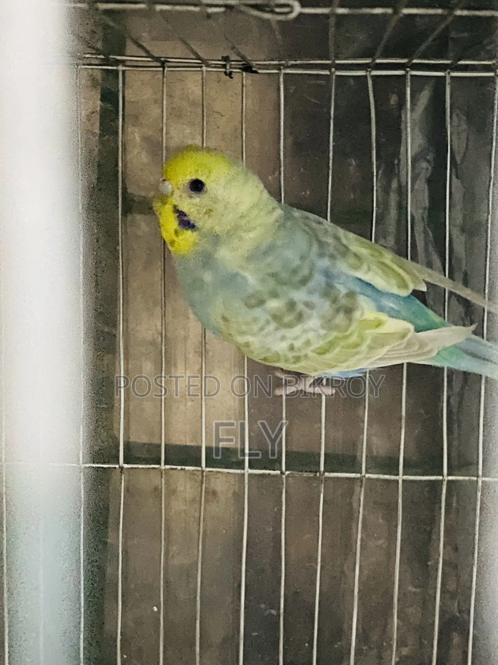 রেইনবো জোড়া