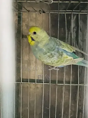 রেইনবো জোড়া