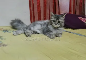 1-3 Months Female Purebred Persian