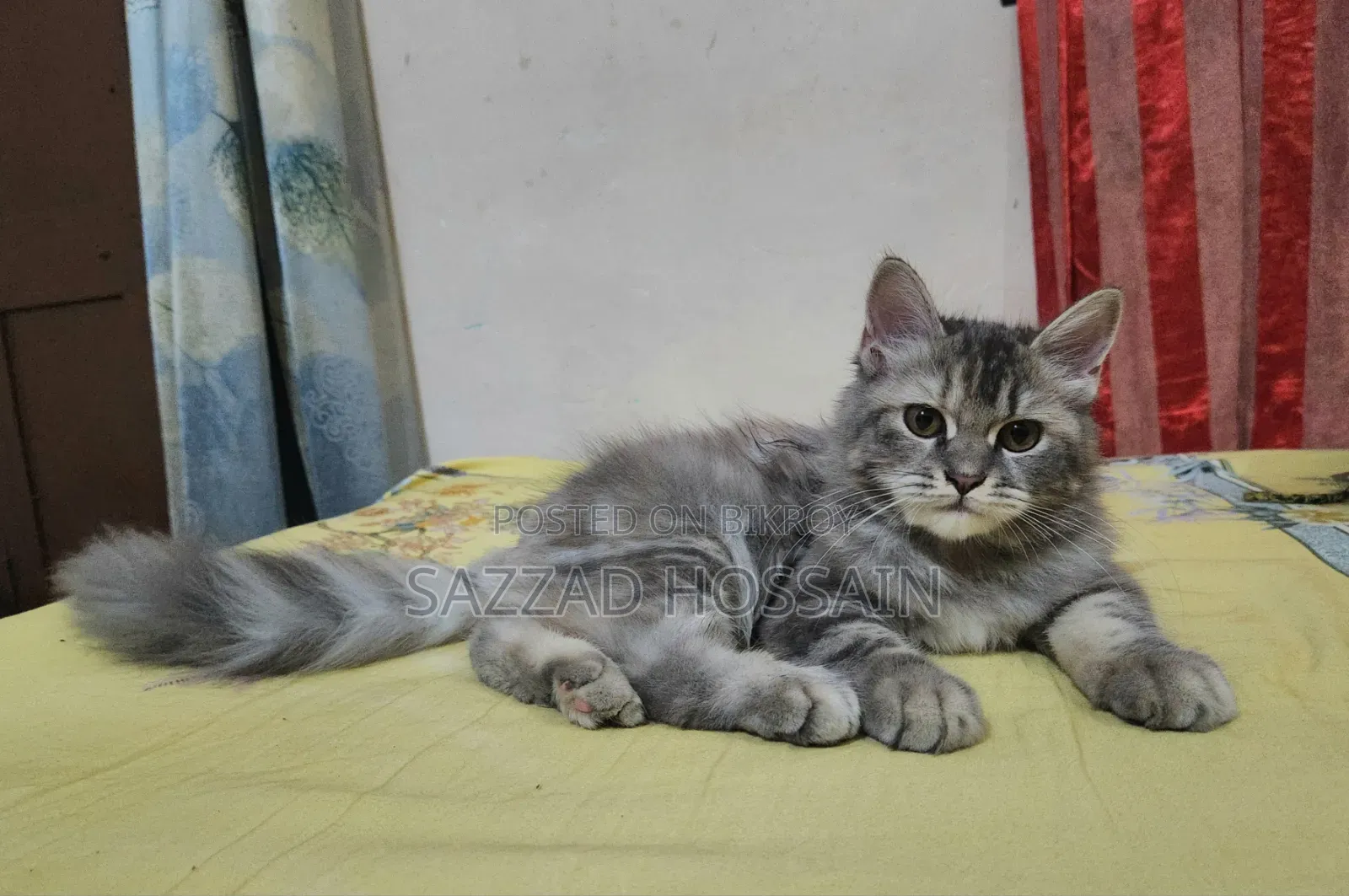 1-3 Months Female Purebred Persian