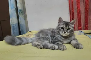 1-3 Months Female Purebred Persian