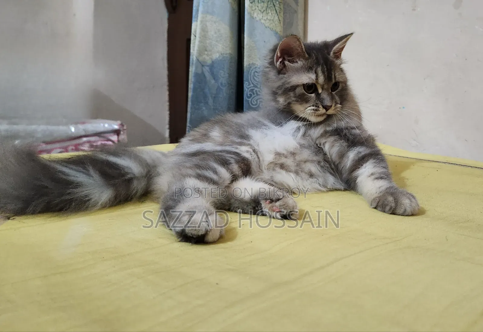 1-3 Months Female Purebred Persian