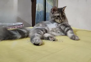 1-3 Months Female Purebred Persian