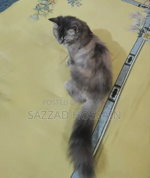 1-3 Months Female Purebred Persian