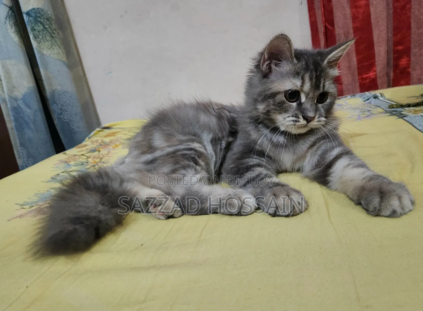 1-3 Months Female Purebred Persian