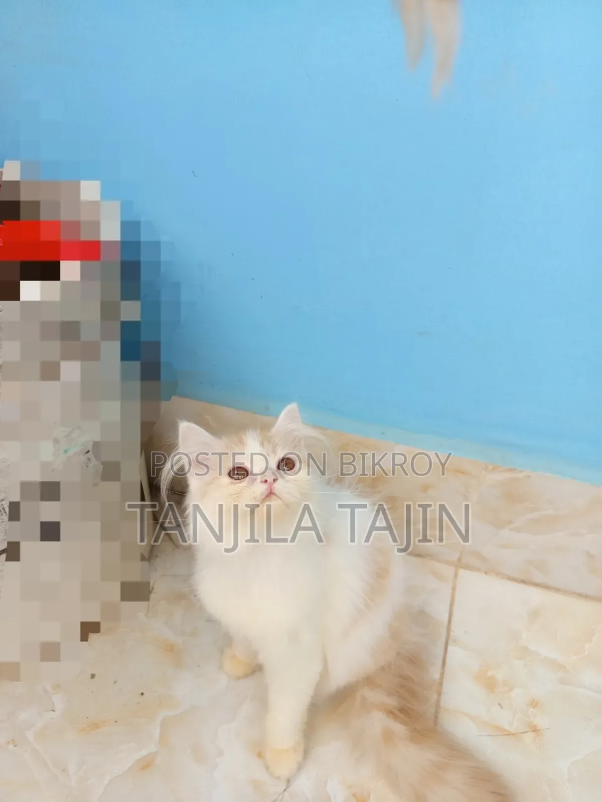 1-3 Months Female Purebred Persian