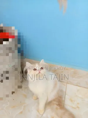 1-3 Months Female Purebred Persian