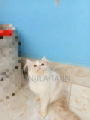 1-3 Months Female Purebred Persian