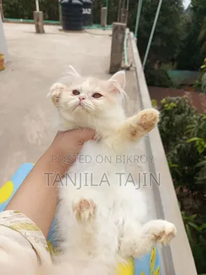 1-3 Months Female Purebred Persian