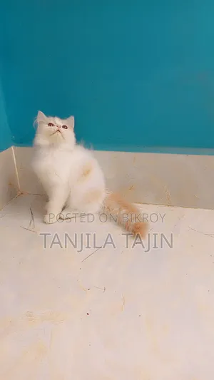 1-3 Months Female Purebred Persian