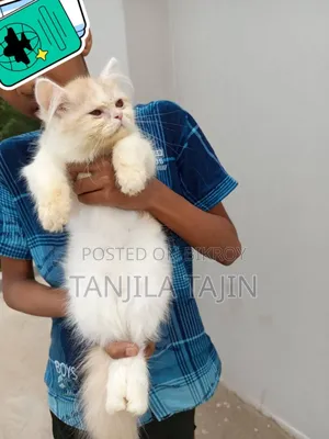 1-3 Months Female Purebred Persian