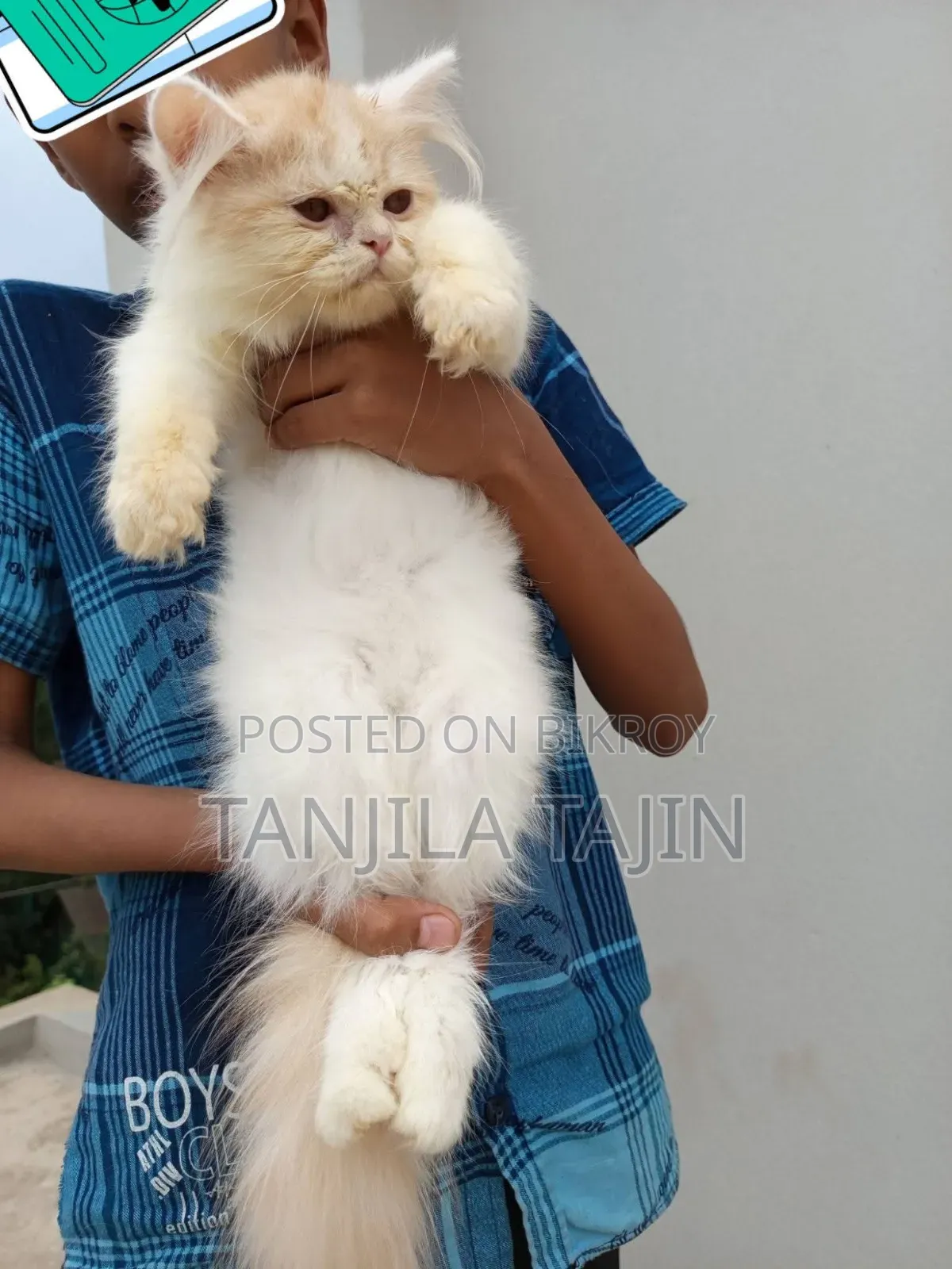 1-3 Months Female Purebred Persian