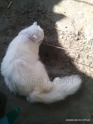 3-6 Months Male Purebred Persian