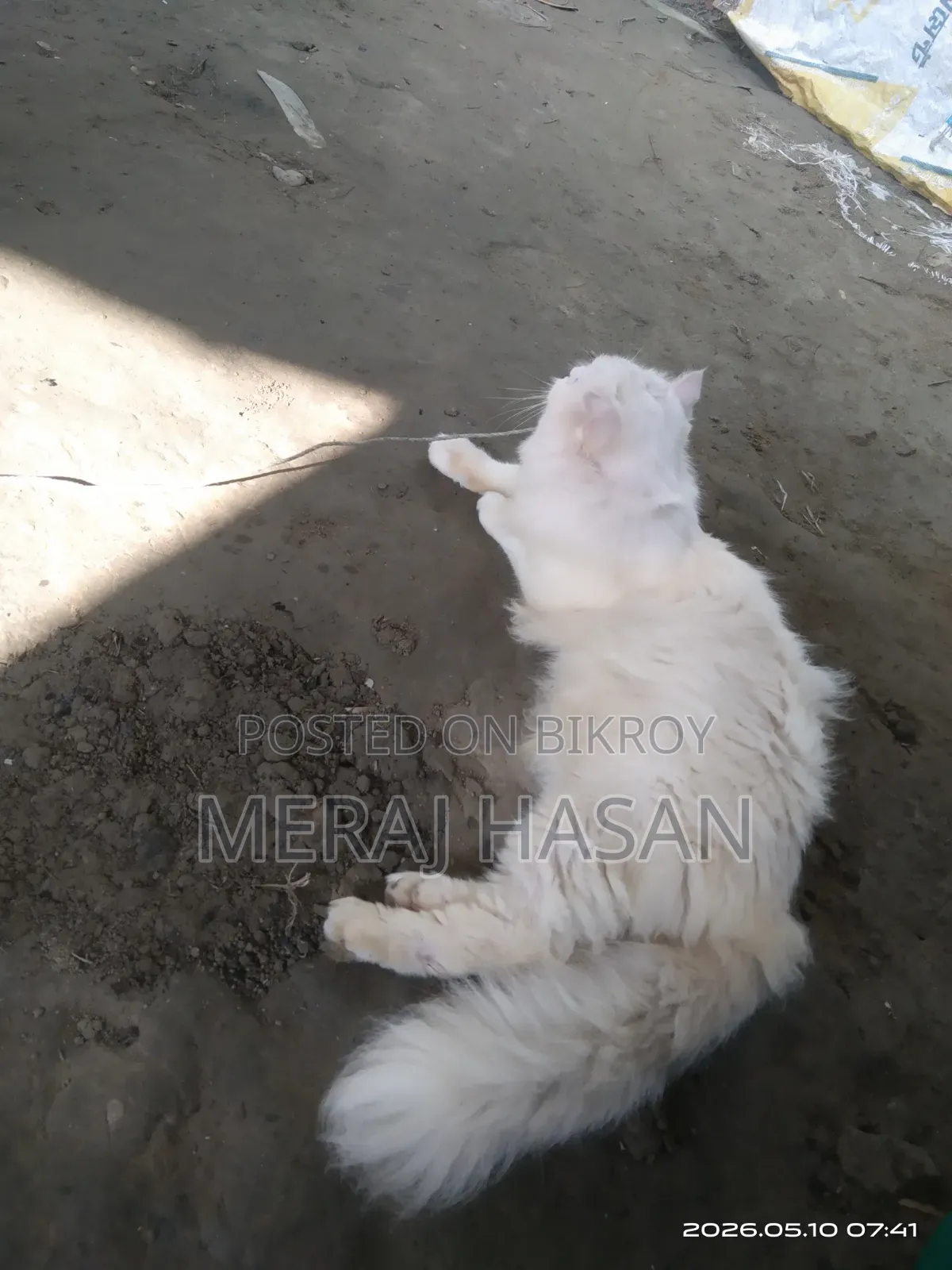 3-6 Months Male Purebred Persian