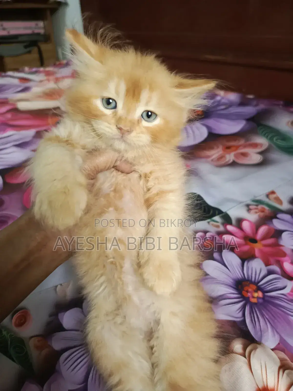 1-3 Months Male Purebred Persian