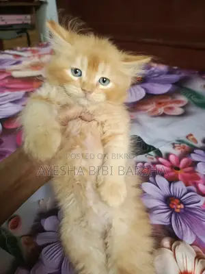 1-3 Months Male Purebred Persian
