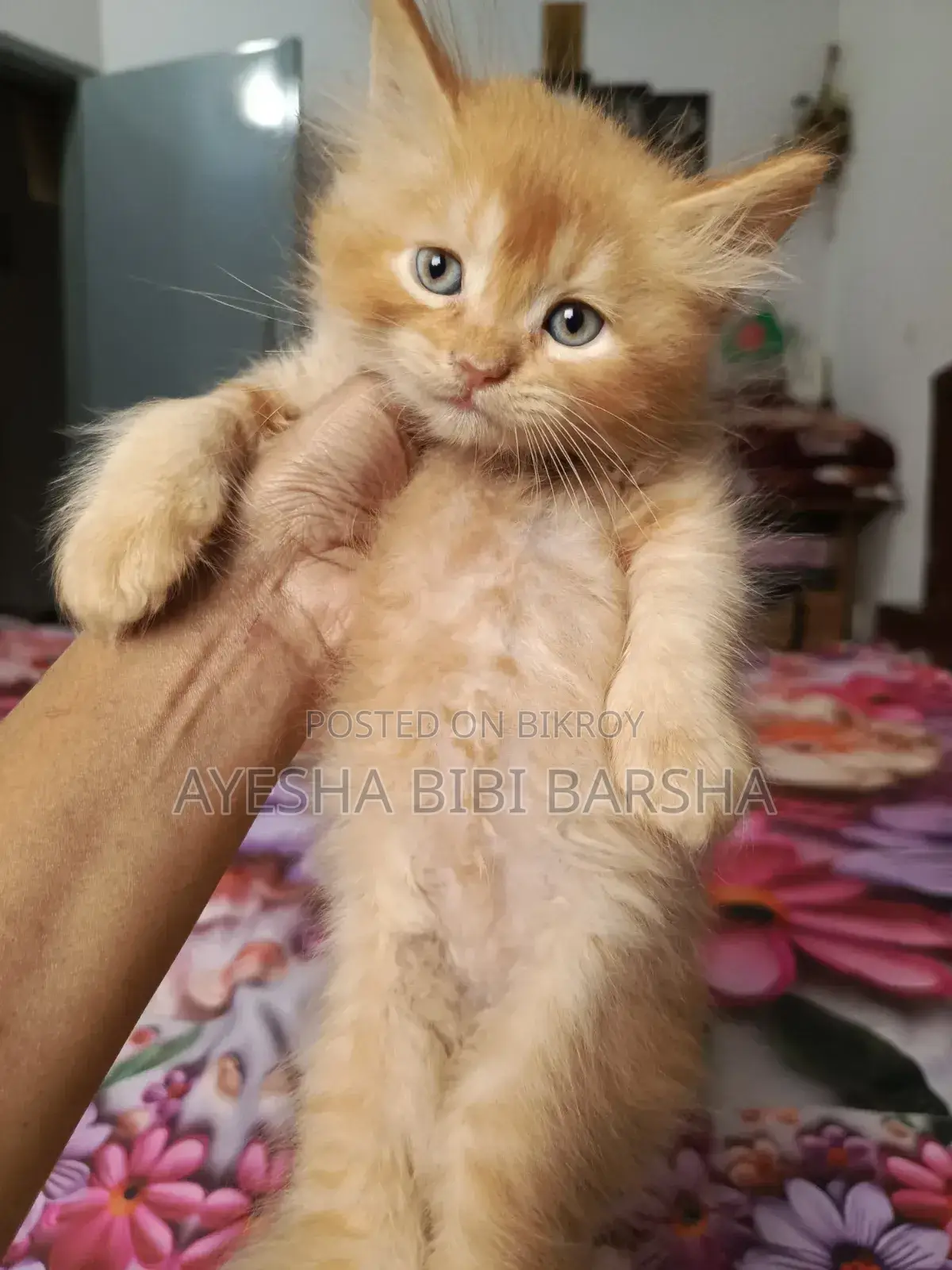 1-3 Months Male Purebred Persian