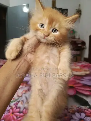 1-3 Months Male Purebred Persian