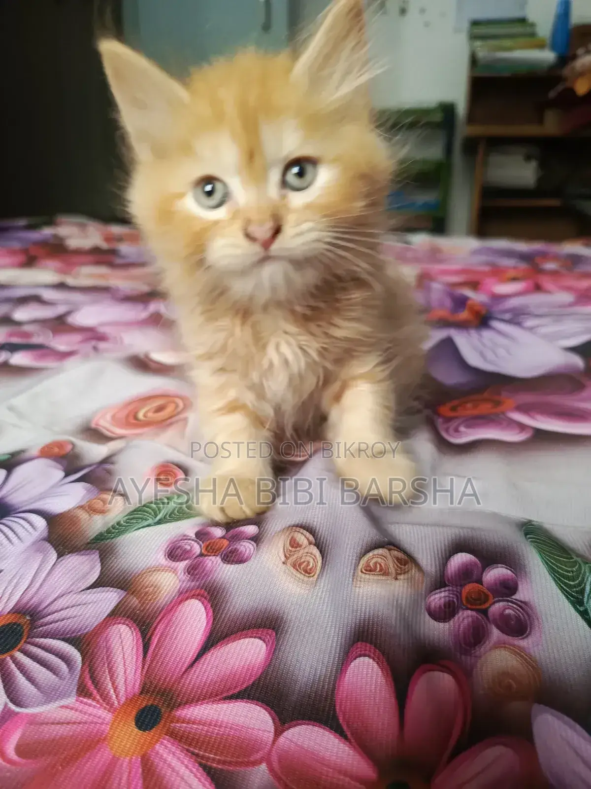1-3 Months Male Purebred Persian