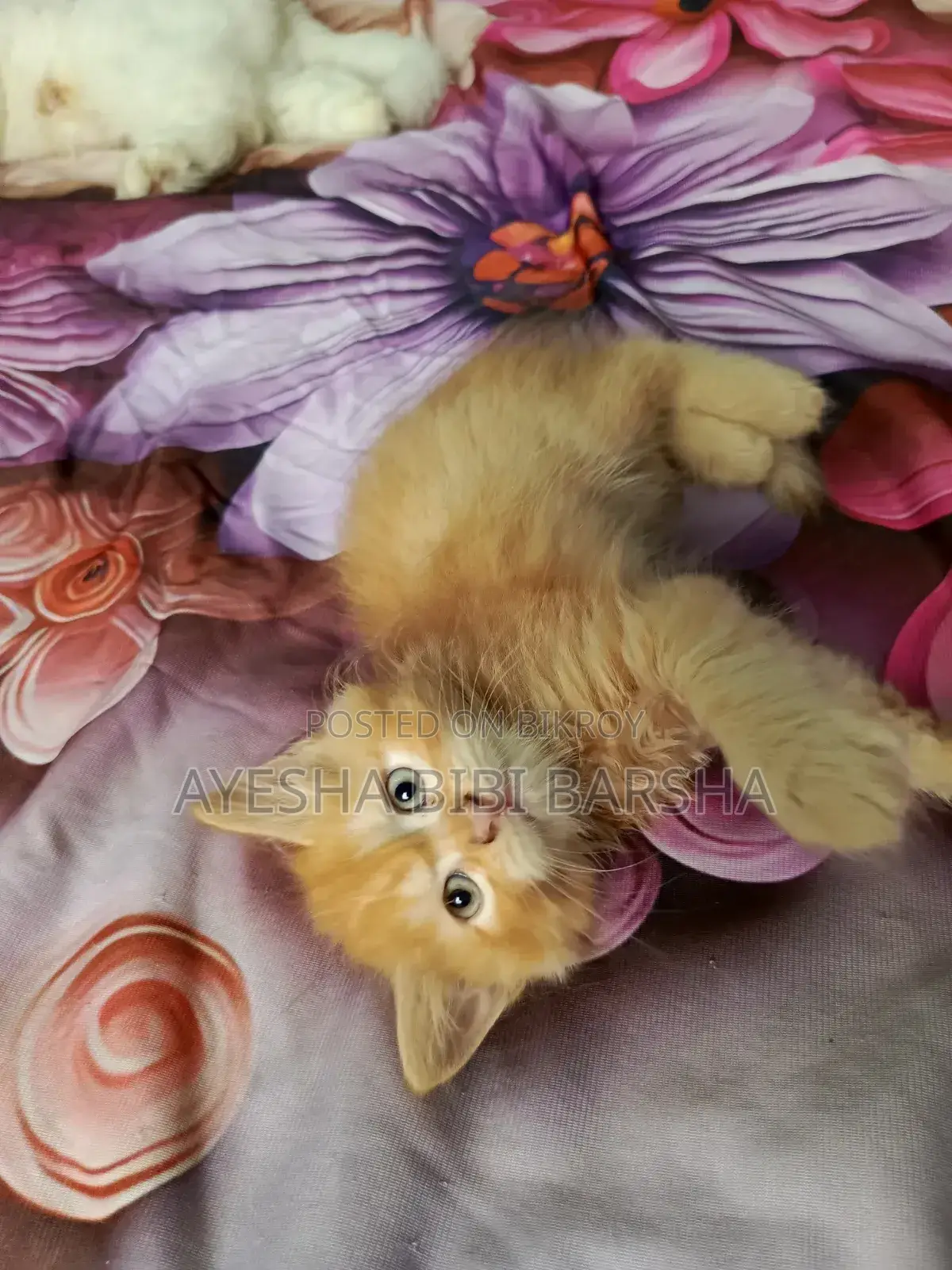 1-3 Months Male Purebred Persian
