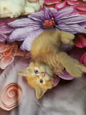 1-3 Months Male Purebred Persian