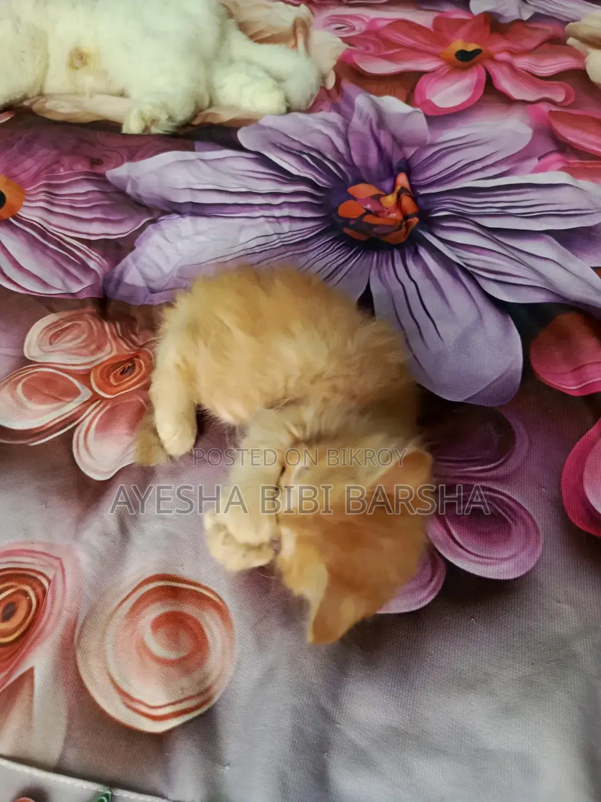 1-3 Months Male Purebred Persian