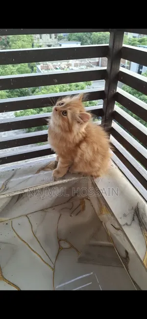 1-3 months Female Purebred Persian