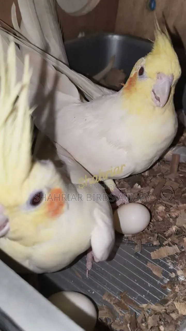 Lutino Cockatiel