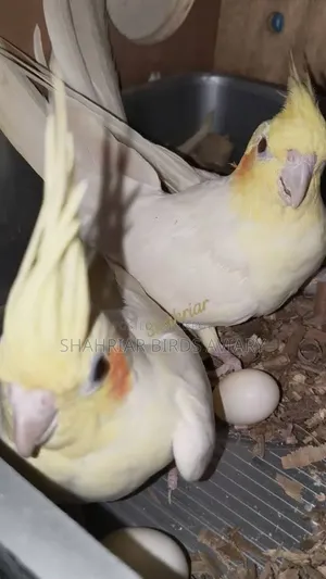 Lutino Cockatiel