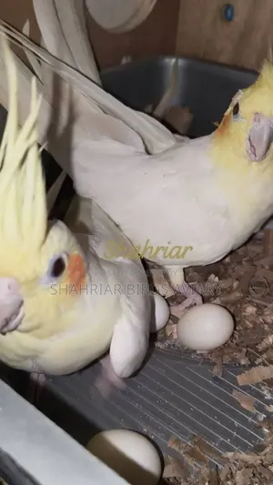 Lutino Cockatiel