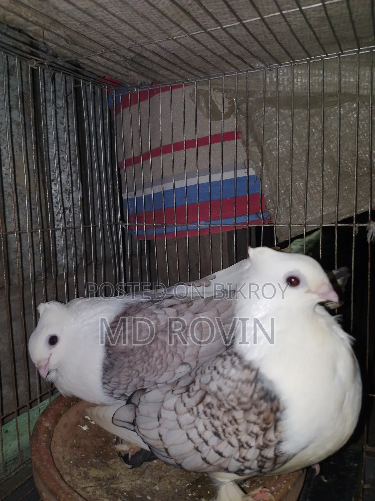 Fantail Pigeon