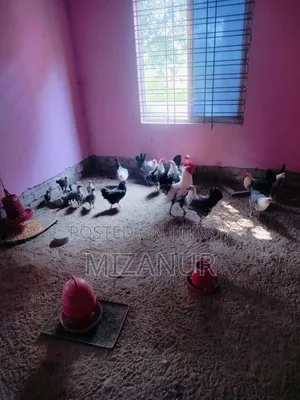 ফাউমি ডিম পারা মুরগি বিক্রি করা হবে