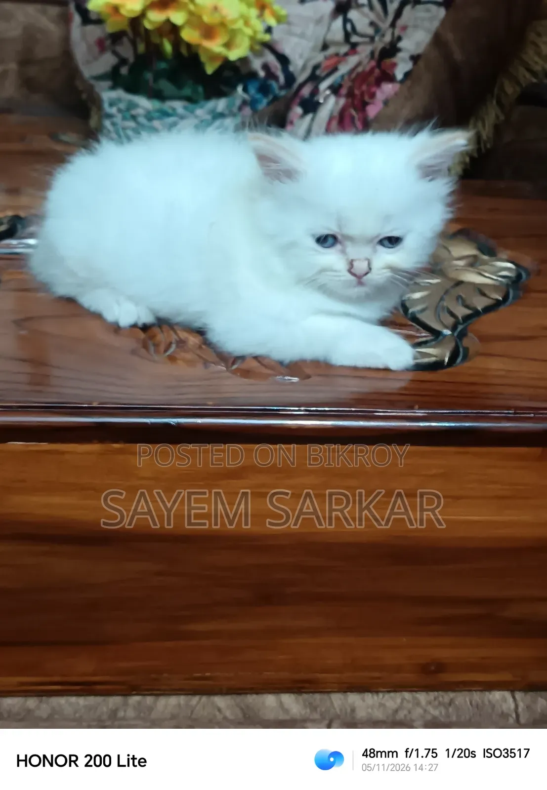 ০-১ মাস বয়সী পুরুষ বিশুদ্ধ জাতের পার্সিয়ান বিড়াল
