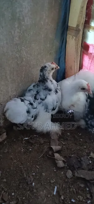 কোচিং বাচ্চা প্রতি পিস