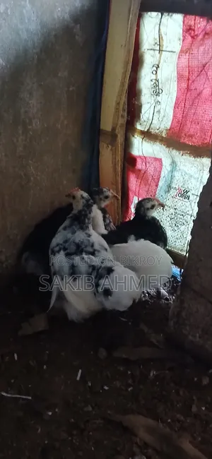 কোচিং বাচ্চা প্রতি পিস
