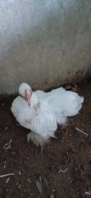 কোচিং বাচ্চা প্রতি পিস