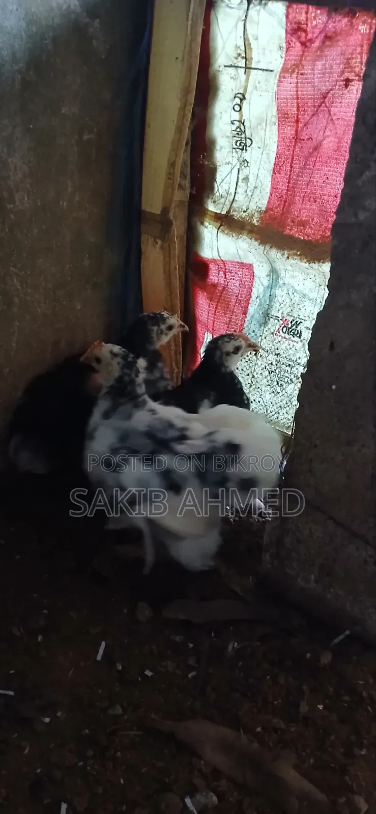 কোচিং বাচ্চা প্রতি পিস